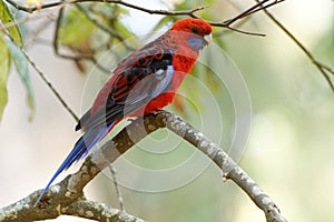 Crimson Rosella - Platycercus elegans a parrot native to eastern and south eastern Australia, introduced to New Zealand and