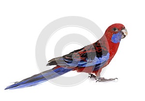 Crimson rosella in studio