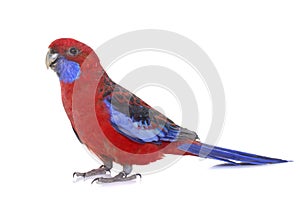 Crimson rosella in studio