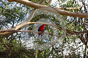 Crimson Rosella on a tree bench, Kennett River, Victoria, Australia