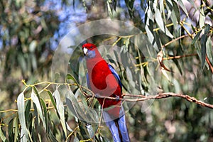 Crimson Rosella on a tree bench, Kennett River, Victoria, Australia