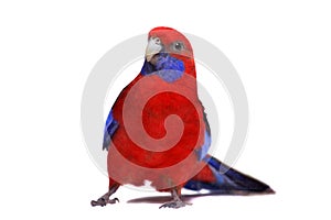 Crimson Rosella on white