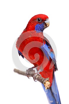 Crimson Rosella on white