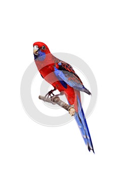Crimson Rosella on white