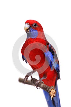 Crimson Rosella on white