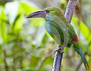 Crimson Rumped Toucanet