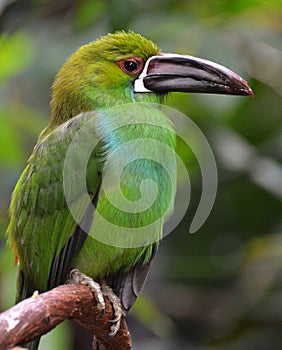 Crimson-rumped Toucanet