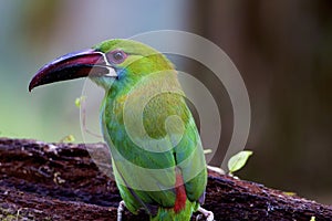 Crimson-rumped Toucanet   844309