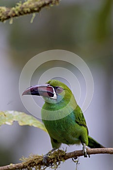 Crimson-rumped Toucanet 844314