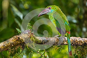 Crimson Rumped Toucanet