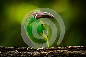 Crimson-rumped Toucanet, Aulacorhynchus haematopygus, green and red small toucan bird in the nature habitat. Exotic animal in