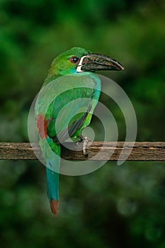 Crimson-rumped toucanet, Aulacorhynchus haematopygus, green and red small toucan bird in the nature habitat. Exotic animal in trop photo