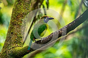 The Crimson-rumped Toucanet, Aulacorhynchus haematopygus perched on the branch in rain forest in Ecuador,