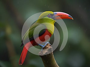 The crimson rumped toucanet is a bird of the Ecuadorian rain forest