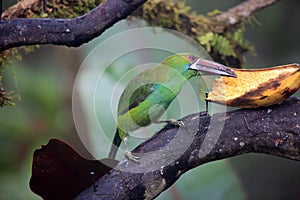 Crimson-rumped toucanet in Equador