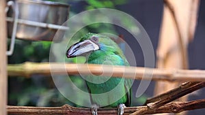 Crimson-Rumped Toucanet Perched on a Branch