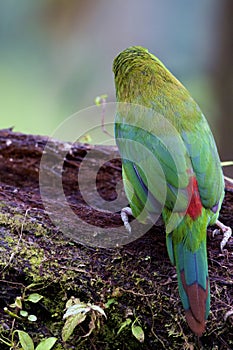 Crimson-rumped Toucanet  Rear View  844310