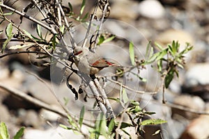 Crimson-rumped waxbill, Estrilda rhodopyga, in a bush