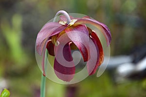 Crimson sarracenia purpurea or side-saddle flower in garden with blurred background