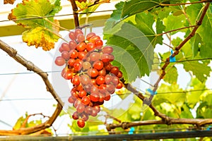 Crimson seedless grapes photo