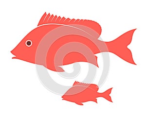 Crimson Snapper