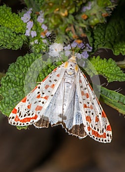 Crimson-speckled Flunkey moth photo