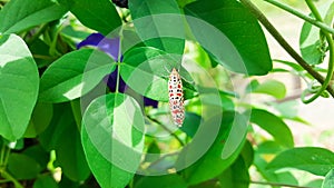 Crimson-speckled flunkey, utetheisa pulchella moth on green leaf