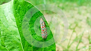 Crimson-speckled flunkey, utetheisa pulchella moth on green leaf photo