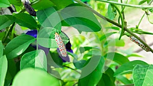 Crimson-speckled flunkey, utetheisa pulchella moth on green leaf photo