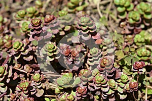 Crimson stonecrop Fuldaglut