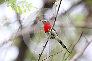 Crimson sunbird