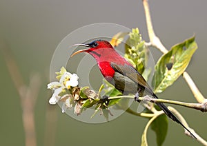 Crimson sunbird