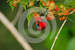 Crimson sunbird