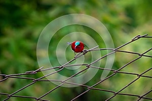 Crimson Sunbird