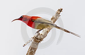 The crimson sunbird Aethopyga siparaja