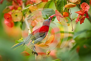 Crimson Sunbird (Aethopyga siparaja)