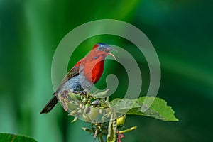Crimson Sunbird or Aethopyga siparaja.