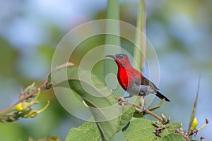 Crimson Sunbird or Aethopyga siparaja.