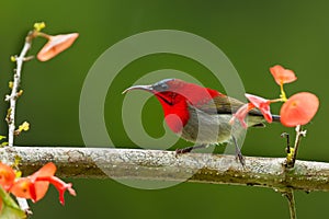 Crimson Sunbird