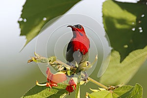 Crimson Sunbird Aethopyga siparaja Male Beautiful Birds of Thailand