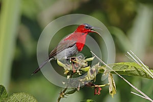 Crimson Sunbird Aethopyga siparaja Male Cute Birds of Thailand