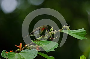 Crimson Sunbird perching on a branc