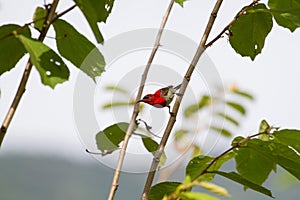 Crimson Sunbird perching on a branc