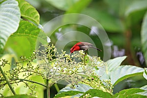 Crimson sunbird