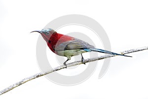 The crimson sunbird Aethopyga siparaja is a species of bird in the sunbird family which feed largely on nectar.