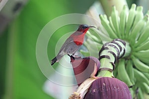 Crimson Sunbird animal wildlife beautiful color freedom in fores