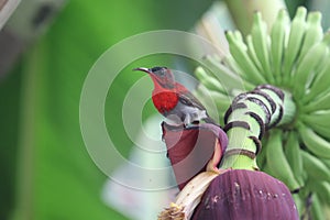 Crimson Sunbird animal wildlife beautiful color freedom in fores