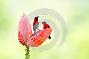 Crimson Sunbird on Banana Cabbage in Tropical park