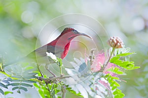 Crimson sunbird in Bardia Nepal