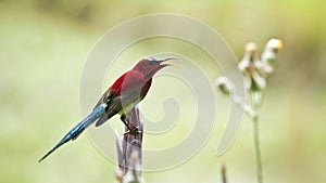 Crimson sunbird in Bardia, Nepal